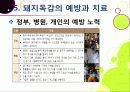 [돼지독감]돼지독감ppt, 돼지독감의 이해와 대처 방안, 돼지독감 감염 증상과 대처 방안, 돼지독감(바이러스) 예방을 위한 방법 18페이지