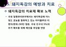 [돼지독감]돼지독감ppt, 돼지독감의 이해와 대처 방안, 돼지독감 감염 증상과 대처 방안, 돼지독감(바이러스) 예방을 위한 방법 20페이지
