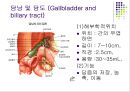 간, 담도, 췌장 22페이지
