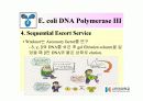 DNA Polymerase (DNA 중합효소) 43페이지