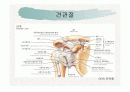 견관절과 견갑대 6페이지