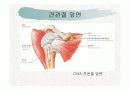 견관절과 견갑대 7페이지