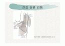 견관절과 견갑대 19페이지