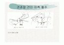 견관절과 견갑대 43페이지