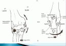 팔꿈치관절손상평가(검사, 치료포함) 14페이지