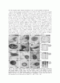 Helicobacter pylori(stringent response) 8페이지