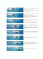 수영동작 평영(Breaststroke)  2페이지