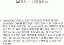 전사, 복제, 번역을 규정하는 (p)ppGpp 2페이지
