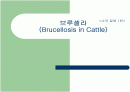 브루셀라 (Brucellosis in Cattle) 1페이지