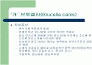 브루셀라 (Brucellosis in Cattle) 7페이지