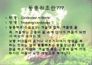 동충하초의 특성과 종류 서식환경 효능 4페이지