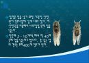 매미와 반딧불의 생태와 자원학적 가치 // 특A급 5페이지