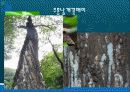 매미와 반딧불의 생태와 자원학적 가치 // 특A급 7페이지