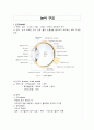 눈의 구조와 기능 1페이지