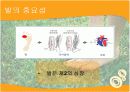 발에대한질병 4페이지