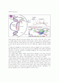 Ribosomes Build a Cell's Proteins 6페이지