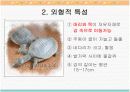 자라에 대하여(자라 양식) 3페이지