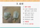 자라에 대하여(자라 양식) 5페이지