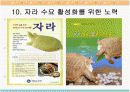 자라에 대하여(자라 양식) 26페이지