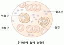 혈액에 관련된 학습지도 PPT자료 5페이지