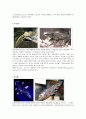 살아있는 화석 (Living fossil) 5페이지