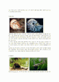 살아있는 화석 (Living fossil) 6페이지