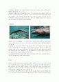 살아있는 화석 (Living fossil) 7페이지