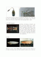 살아있는 화석 (Living fossil) 8페이지
