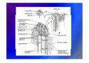 Biomechanic of bone 10페이지