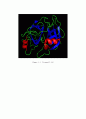 Enzyme kenetics는 효소에 의해 촉매 5페이지