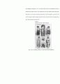 [영문] What are some damaging effects of socio-cultural expectation of beauty of women 6페이지