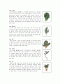 채소(야채)가 인류 건강에 미치는 영향 11페이지