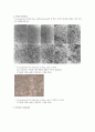 cell culture및 virus infection에 관한 실험 10페이지