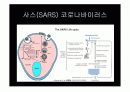 SARS(사스) 19페이지