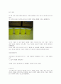 유아의 수 능력 발달 보고서 5페이지