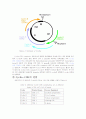 [생물학] Cell cycle과 CDK 3페이지