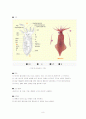 수산물 유통, 감별법, 수산물 유통, 수산물 종류 8페이지