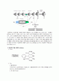 The combination of atenolol and nifedipine  2페이지