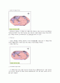 지도 투영의 종류(map projection) 10페이지