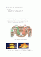 면역(immune system) 20페이지