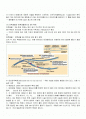 세포학 기말 DNA 복제 2페이지