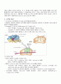 세포학 기말 DNA 복제 7페이지