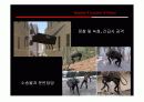 미래 로봇의 종류와 기능 9페이지