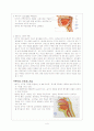 이비인후의 구조와 기능 6페이지
