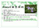 허브와 원예 6페이지