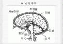 [분석/조사] 뇌사와 장기이식 [의약학]  6페이지