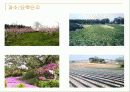 [관광농업]우리나라&관광농업&정의&발전&현황에 관한 발표자료 7페이지