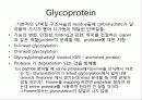 proteomics(단백질체학) 58페이지
