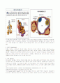 lobectomy 4페이지