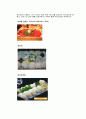 광어와 우럭 6페이지